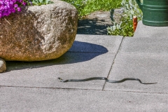 Schlange auf der Terrasse