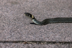 Schlange auf der Terrasse