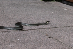 Schlange auf der Terrasse