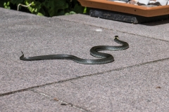 Schlange auf der Terrasse