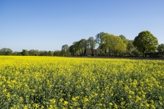 Rapsfeld
