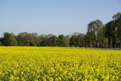 Rapsfeld