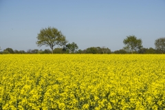 Rapsfeld