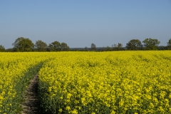 Rapsfeld