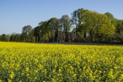 Rapsfeld