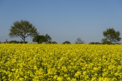 Rapsfeld