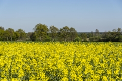 Rapsfeld