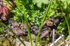 Frösche am Teich