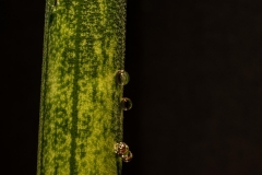 K3__3517